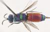 Chrysis (insperata-rutilans)